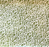 Large Scallop Bowl |Pebble Citrus