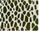 Large Scallop Bowl | Pebble Pine