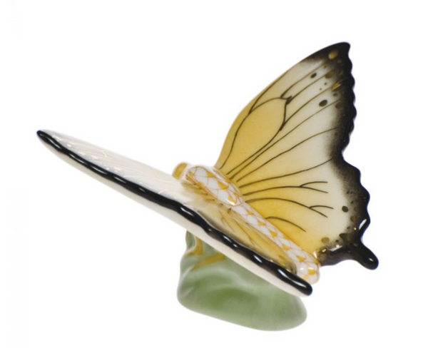 Butterfly | Butterscotch