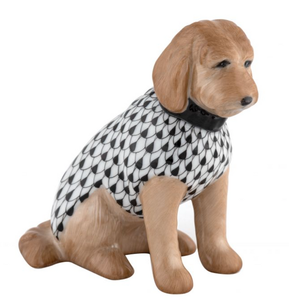 Labradoodle | Black