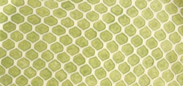 Lrg Stax Tray | Taj Citrus