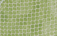 Lg fish Platter | Taj Citrus