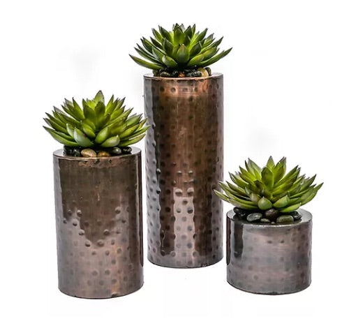 Succulents In Bronze Pots