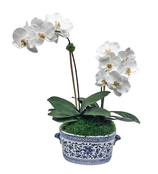 Double Orchid In Blue Pot