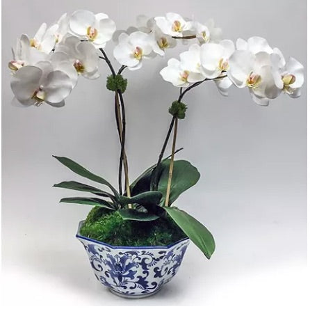 Triple Orchid In Hex Shaped Container